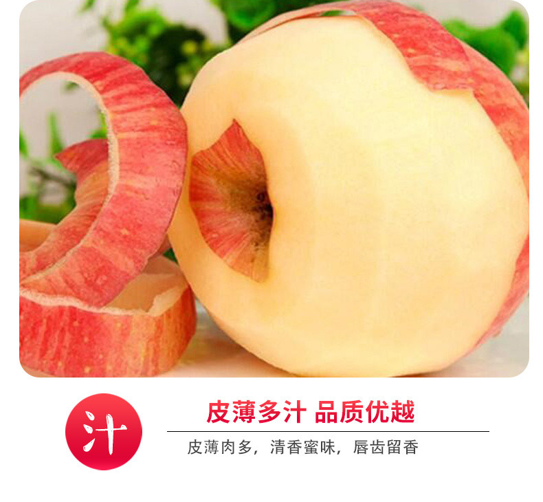 陕西洛川苹果红富士冰糖心苹果水果批发10斤5斤脆甜【飞哥美食】