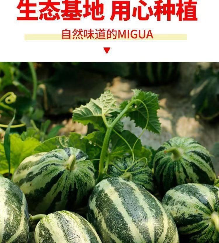 天拖 【天津西青特产】西青博洋9号甜瓜