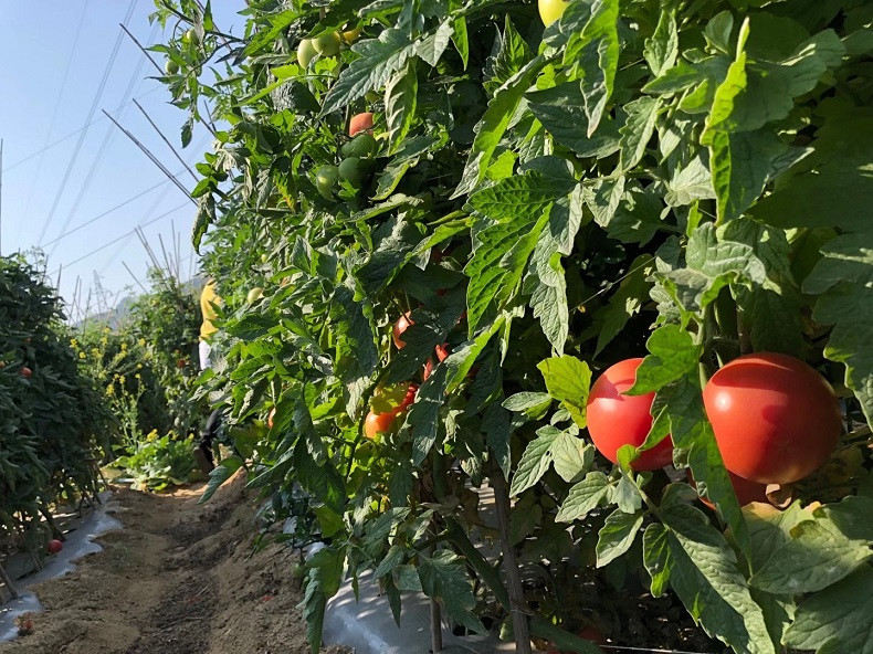 农家自产 【会员享实惠】米易原产沙瓤番茄大果