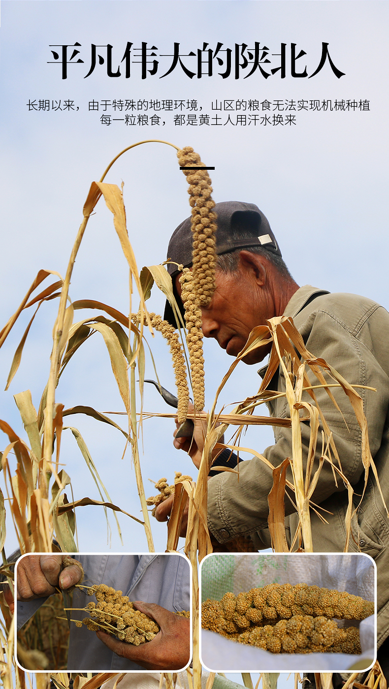 陕北米脂黄小米粥小黄米2020新米月子米农家非山西特产500g*3袋