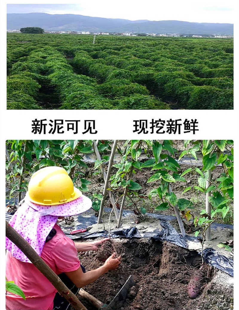 赣南紫山药4斤装