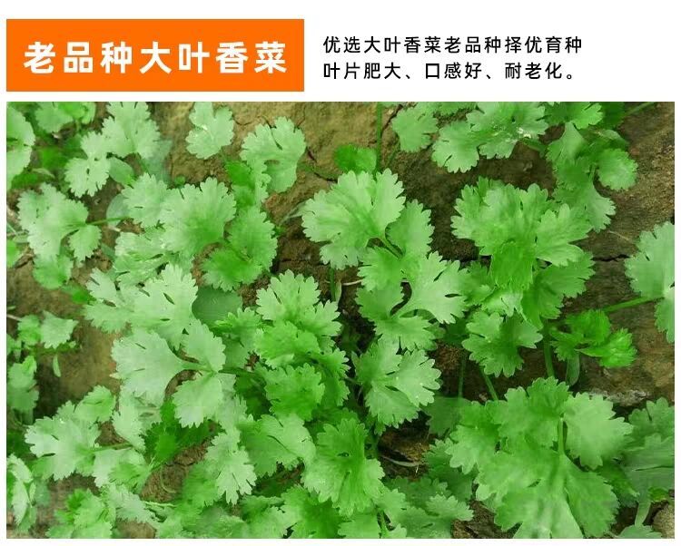 【四季香菜种子】室内阳台盆栽蔬菜种子庭院大棚种植送种植说明