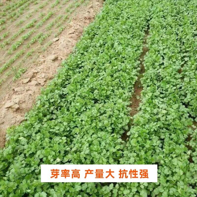 【四季香菜种子】室内阳台盆栽蔬菜种子庭院大棚种植送种植说明