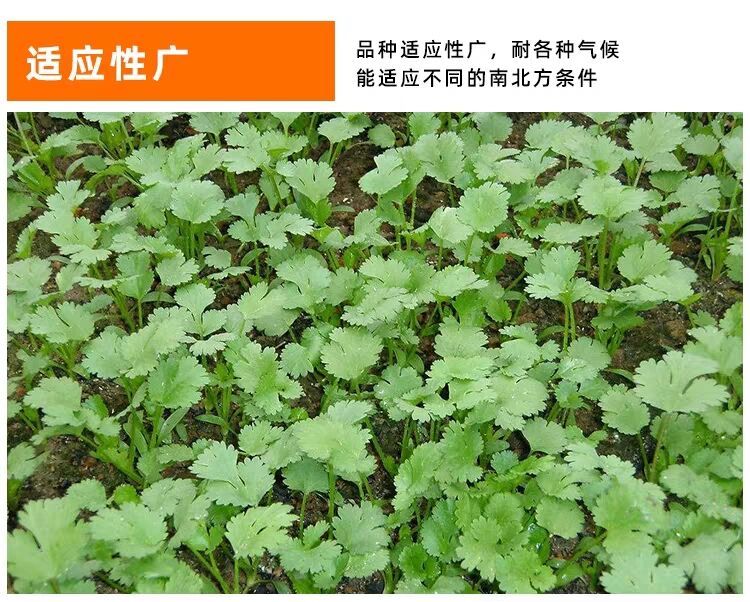 【四季香菜种子】室内阳台盆栽蔬菜种子庭院大棚种植送种植说明