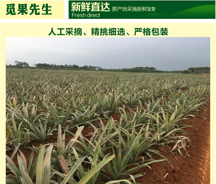 【10斤】海南新鲜大菠萝手撕香水菠萝凤梨水果8斤/5斤/2个装