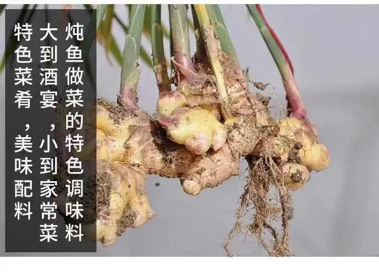 云南小黄姜生姜老姜新鲜批发现挖生态山地姜1/2/3/5/7斤包邮