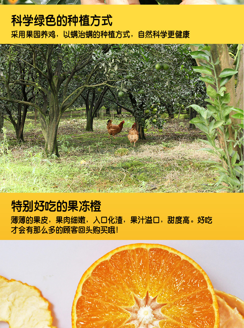 农家自产 爱媛38号果冻橙大果5斤水果8斤四川眉山手剥橙子新鲜当季柑橘水果