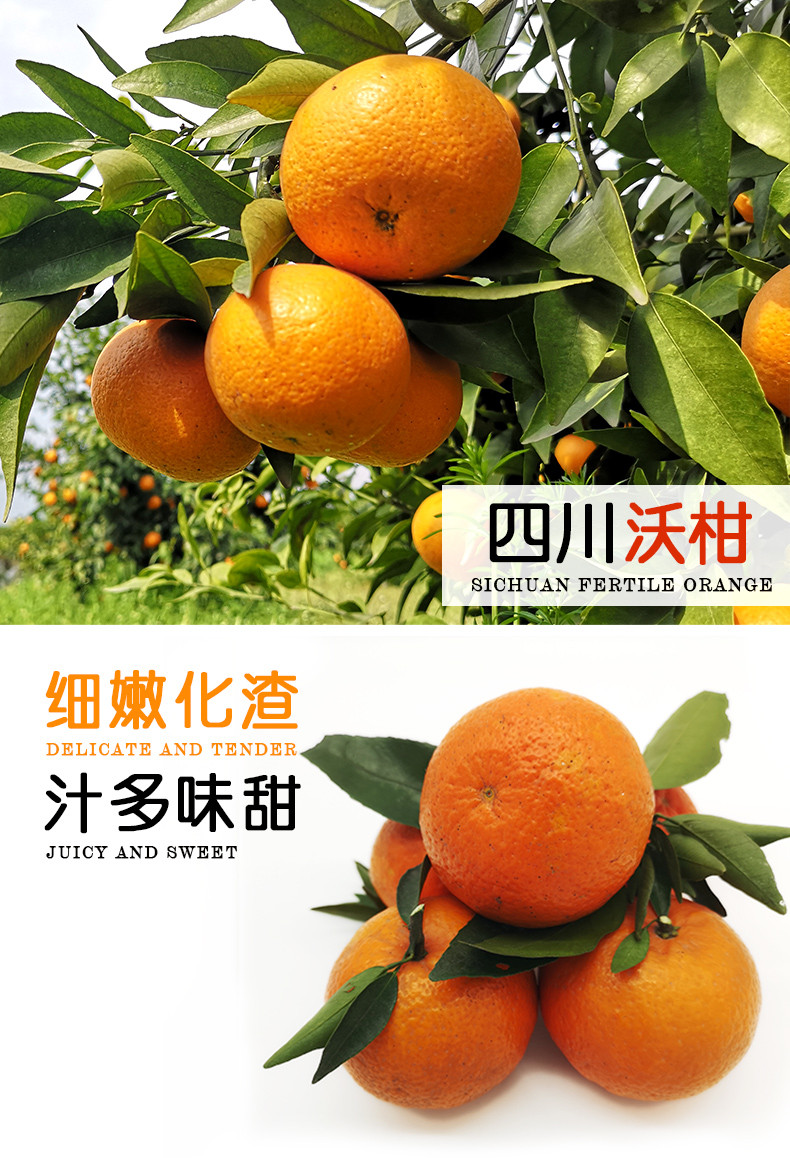 农家自产 沃柑 纯甜四川柑橘水果新鲜当季应季整箱包邮椪柑有籽