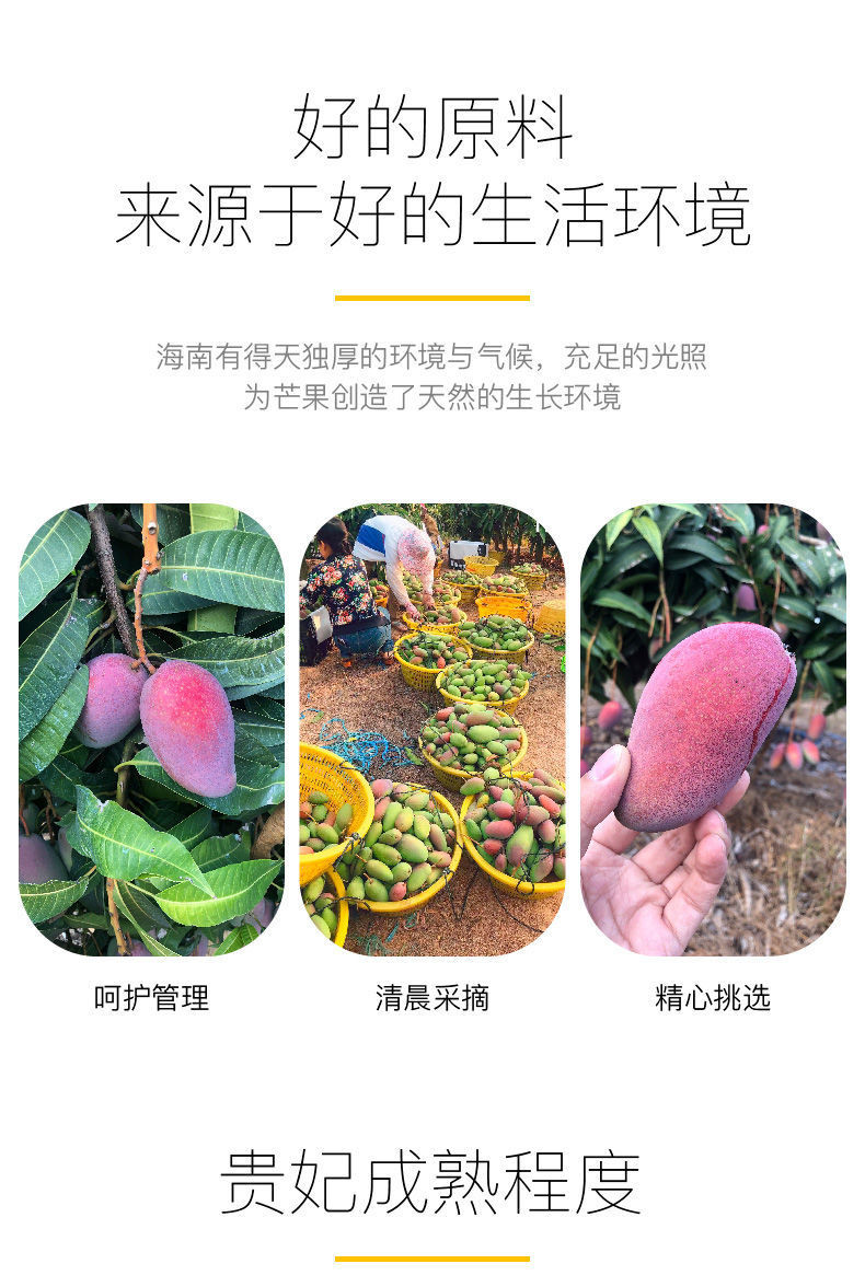 瓦豆 贵妃芒新鲜芒果水果精选大果当季应季3斤装精选果