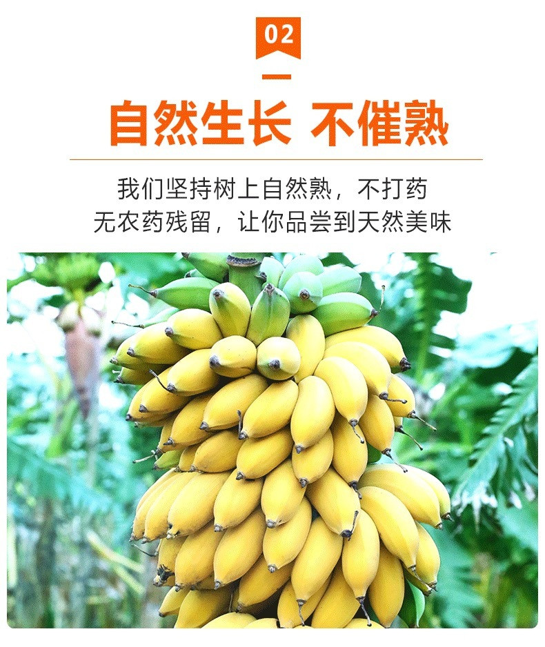 瓦豆 新鲜小米蕉粉蕉新鲜水果当季水糯米蕉时令生鲜现摘香蕉5斤装