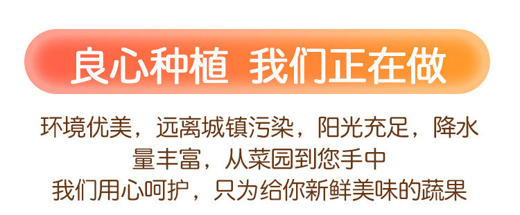 瓦豆 黄瓜新鲜玉女黄瓜水果小黄瓜拇指黄瓜生吃青瓜东北旱白玉黄瓜蔬菜