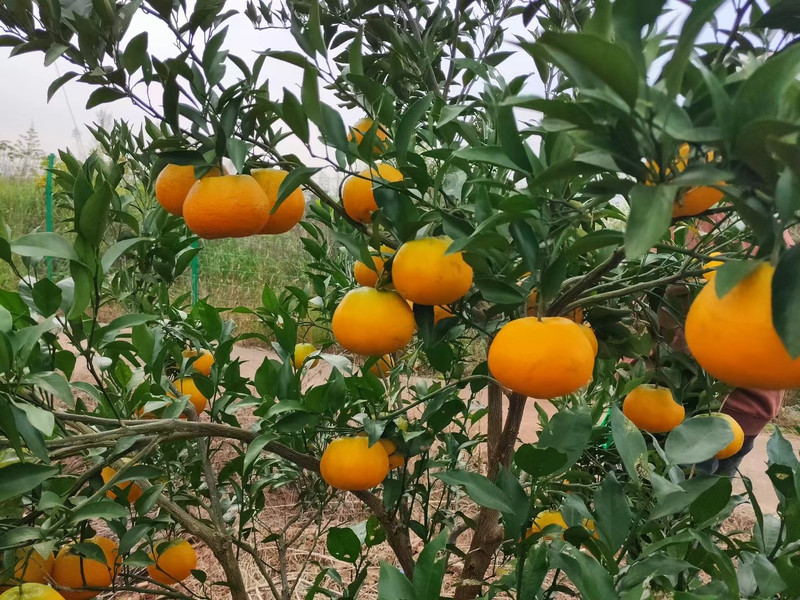 农家自产 【高坪】橙之源耙耙柑80-85大果