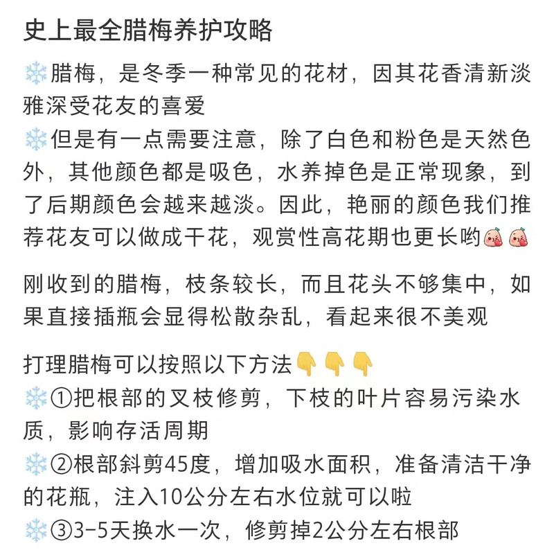 农家自产 邮福荟云南通海基地直发新年开运澳洲腊梅年宵花家居摆放