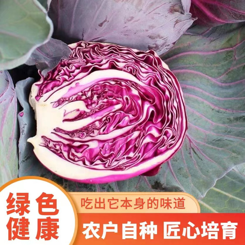 农家自产 云南通海紫色包菜紫甘蓝蔬菜沙拉包心菜紫椰菜即食基地直发