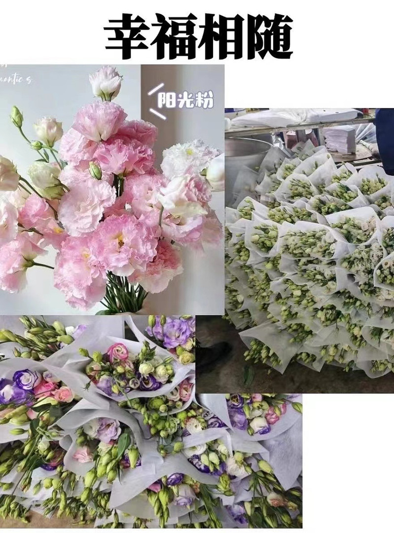 农家自产 云南通海洋桔梗鲜切花花束节庆用花礼品花束基地直发