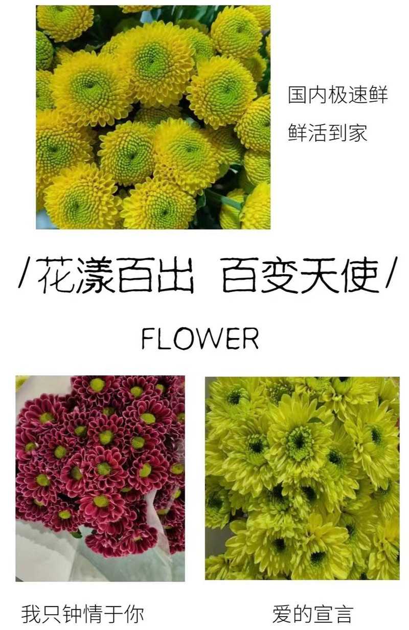 农家自产 云南通海小雏菊鲜切花花束节庆用花礼品花束10枝多头基地直发