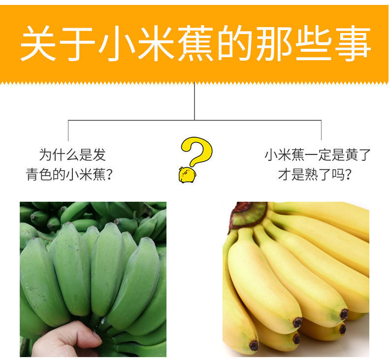 广西小米蕉当季新鲜水果批发现摘现发酸甜芭蕉小香蕉3/5/9/斤