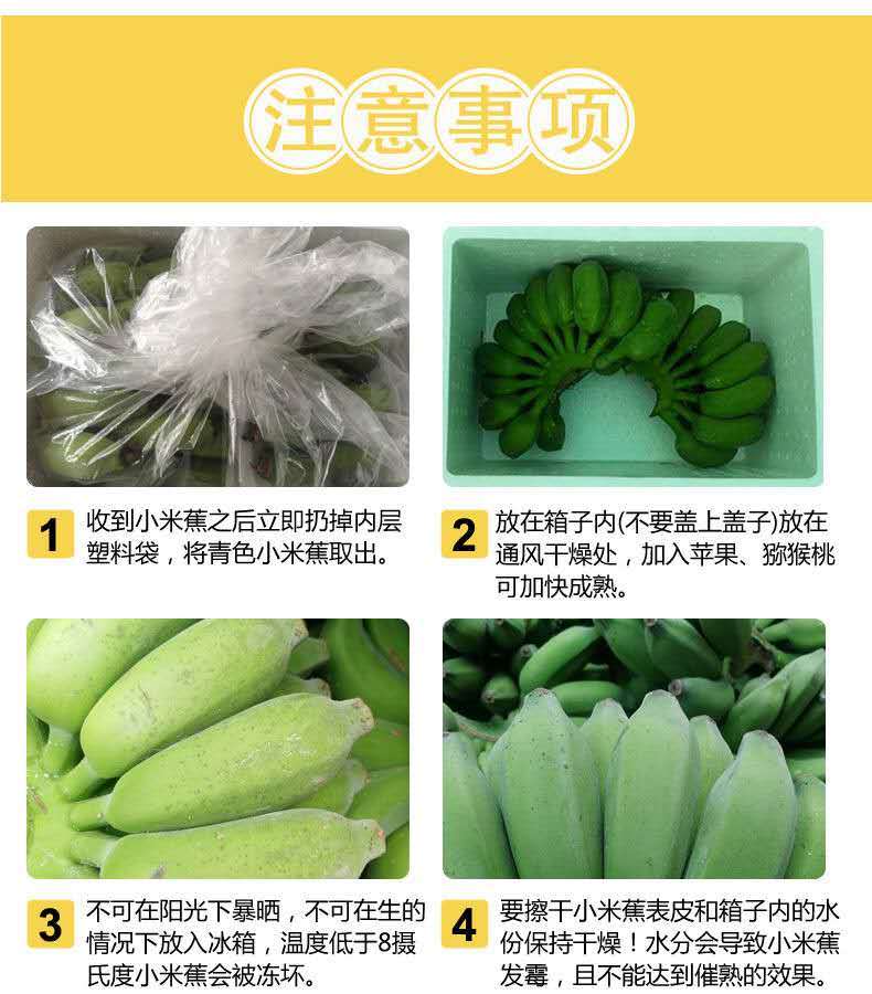 广西小米蕉当季新鲜水果批发现摘现发酸甜芭蕉小香蕉3/5/9/斤