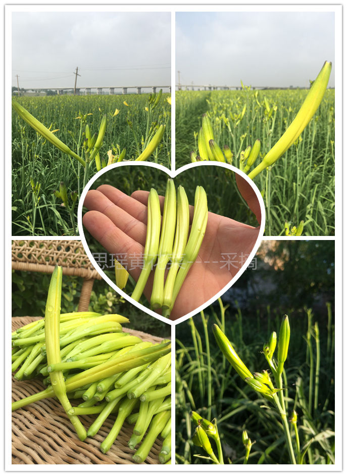 1斤装黄花菜无添加农家自制金针菜100g无硫熏大荔干菜