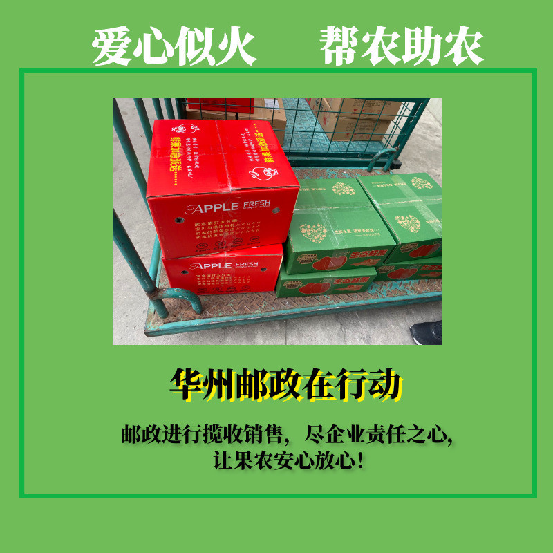 纸袋苹果【48小时内发货  华州邮政助农】6斤装惠选果园红富士苹果全家共享 果肉细腻 香甜大小果可选