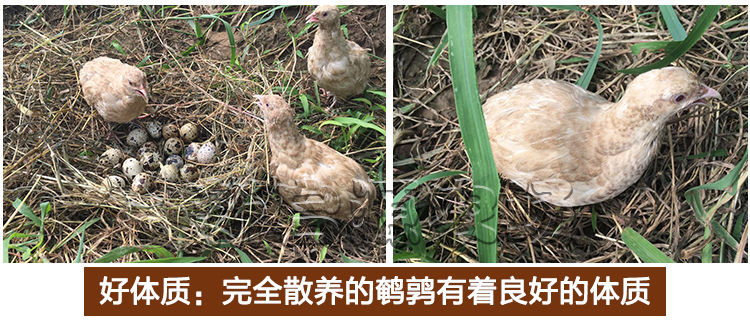 【赠送卤料】160枚农家杂粮喂养新鲜生鹌鹑蛋新鲜120/50枚/100枚【大均良品】