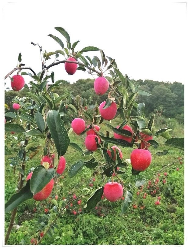 大牛哥 东北鸡心果锦绣海棠果东北特产小苹果新鲜孕妇水果【大均良品】