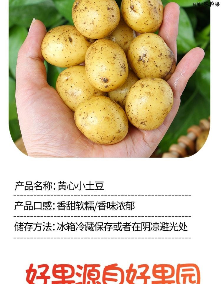  大牛哥  精品恩施小土豆新鲜黄心土豆当季迷你马铃薯洋芋【大均良品】