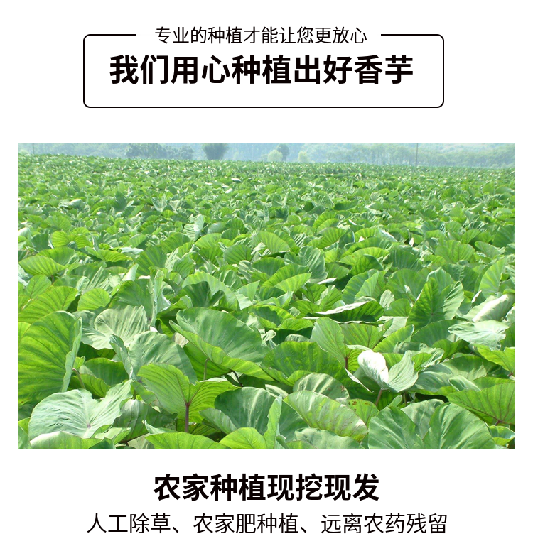 大牛哥 正宗广西荔浦大芋头新鲜香芋软糯3/5/9斤整箱