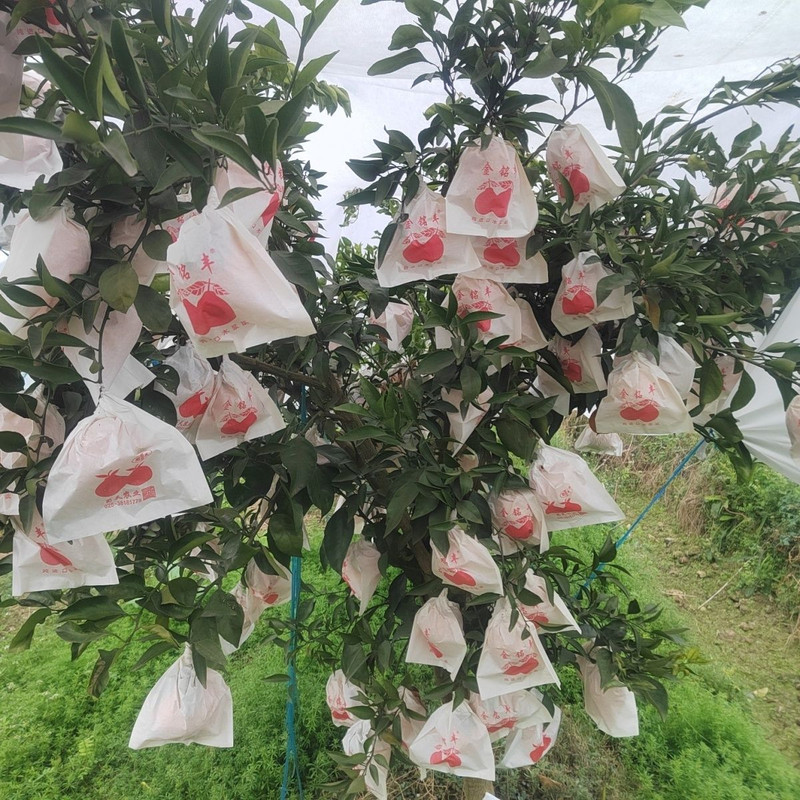 大牛哥 春见耙耙柑当季水果粑粑柑甜脆嫩多汁整箱快递包邮