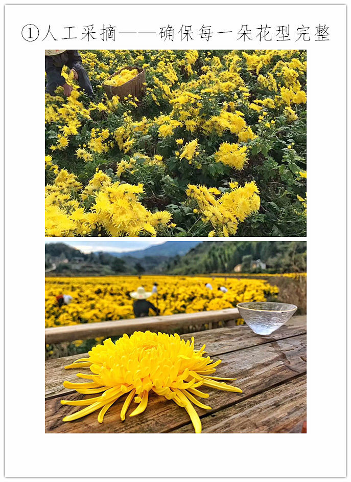 杞生纪 【独立包装 100袋超值装】清热降火菊花茶 金丝皇菊 贡菊 花茶 胎菊黄菊花茶叶