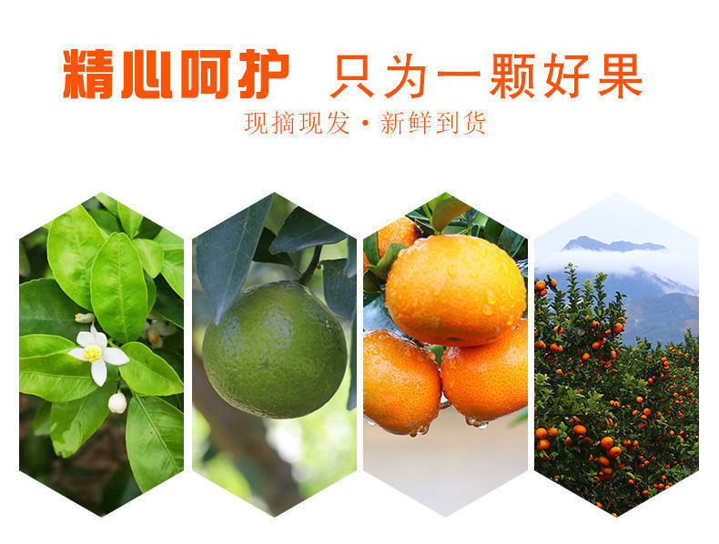 佳怡康 【沃柑】  特甜皮薄多汁 橘子应季水果沃柑3斤/5斤/10斤