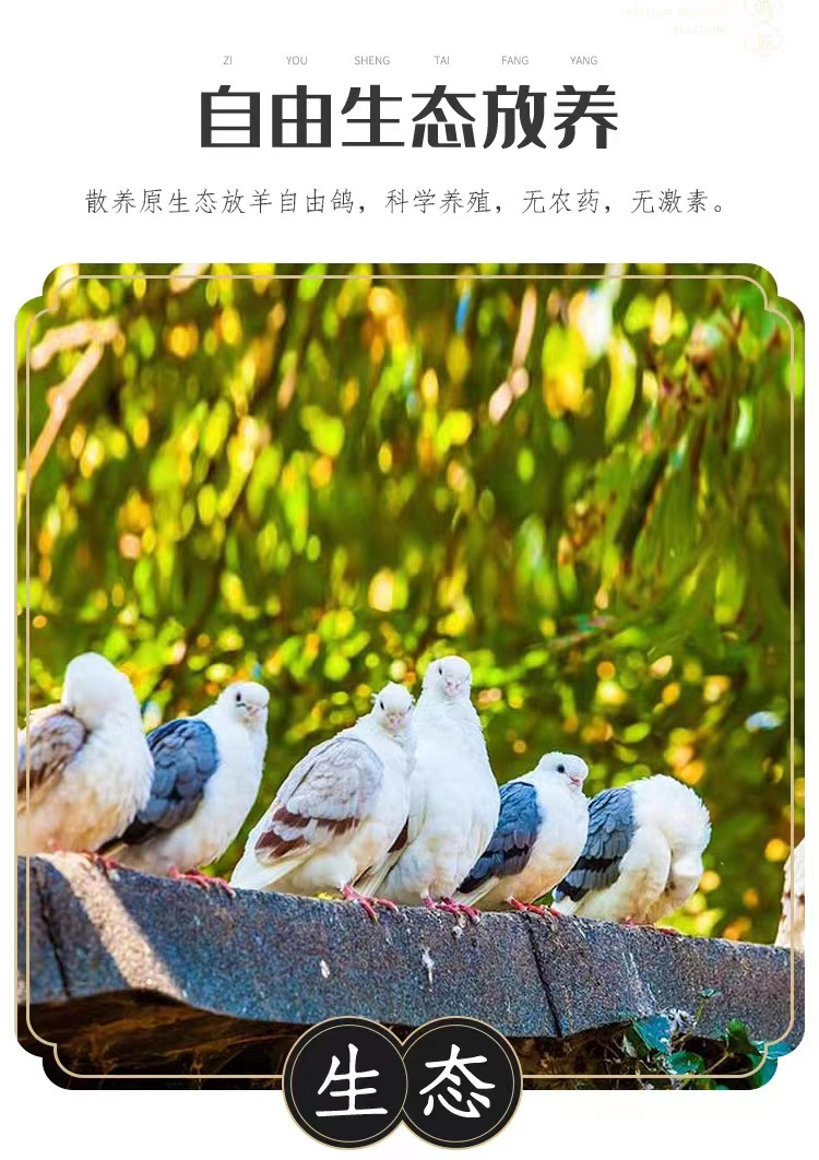 佳怡康新鲜鸽子蛋20枚 农家散养鸽子 孕妇宝宝辅食