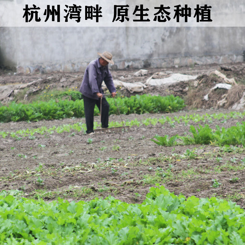 宁波特产雪里蕻酸菜多味雪菜腌菜农家自制酱菜煮汤佐料下饭菜