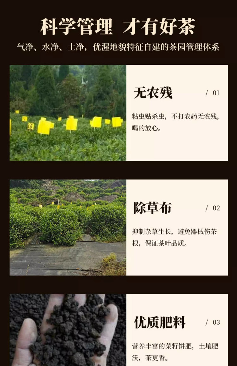 武当道茶 湖北天然绿茶【太极仙露】200g礼盒装云雾高山香浓型绿茶茶叶节送礼