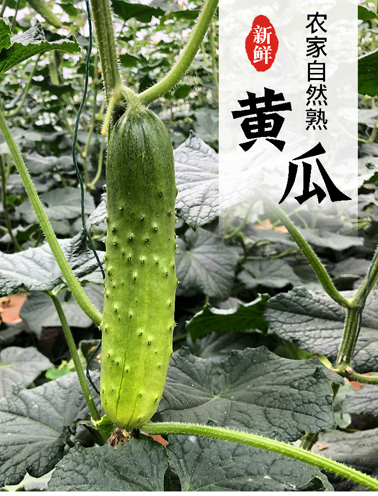 【直降】水果黄瓜新鲜旱黄瓜现摘小青瓜5斤农家当季生吃孕妇蔬菜