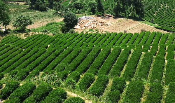 玉皇剑 襄阳高香茶