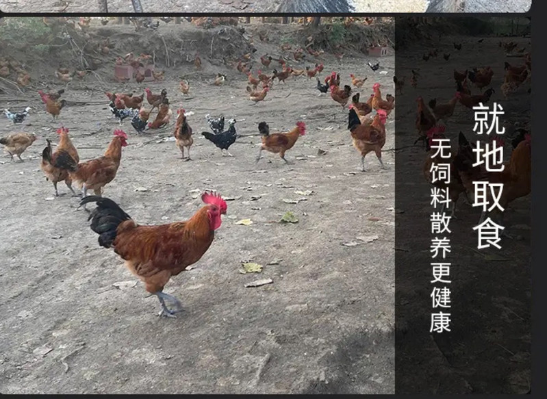 农家自产 淮南草鸡林下散养鸡  正宗新鲜土公鸡4.5斤  肉质紧实
