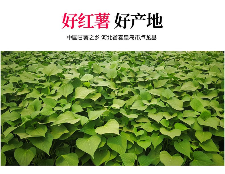 农辛 红薯粉条卢龙甘薯之乡火锅粉宽粉圆粉 礼盒装2000g