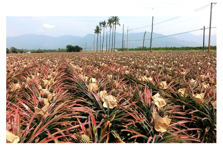 【10斤】海南新鲜大菠萝手撕香水菠萝凤梨水果8斤/5斤/2个装