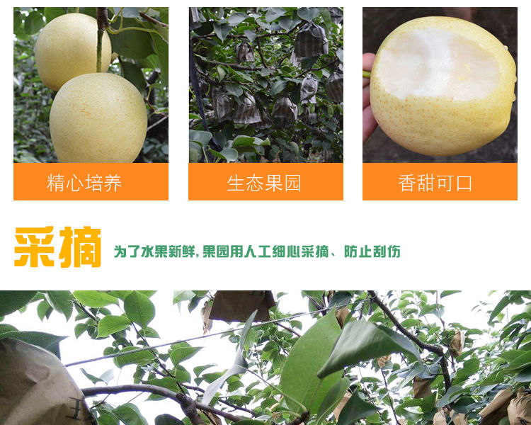 【产地直发】新鲜梨子水果批发河北皇冠梨包邮2/5/10斤当季水果