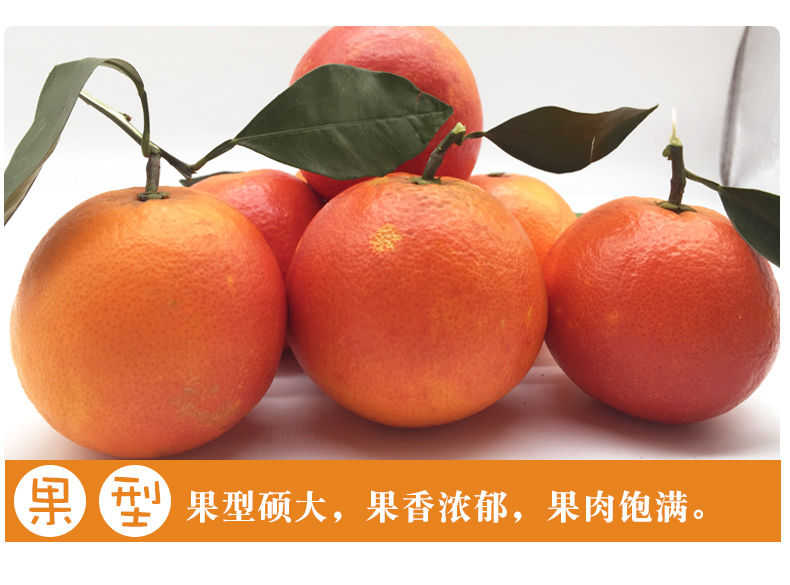 正宗资中塔罗科血橙新鲜橙子水果橘子桔子一箱批发3/5/10斤包邮