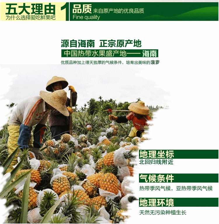 【10斤】海南新鲜大菠萝手撕香水菠萝凤梨水果8斤/5斤/2个装