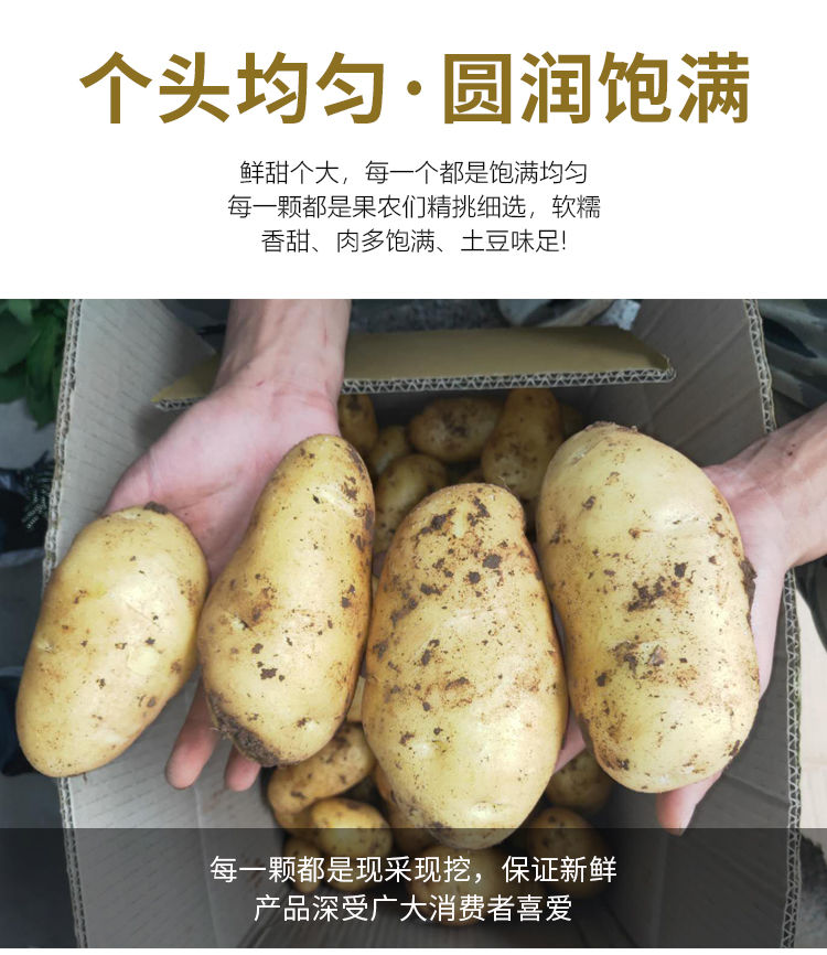 莱芜特产山东黄心土豆新鲜包邮农家现挖现发食用香甜