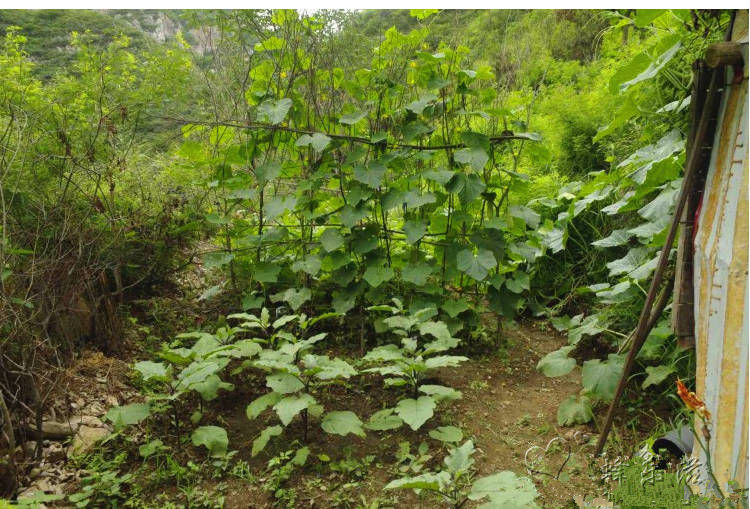 深山野生土蜂蜜正宗枣花蜜天然百花蜜洋槐蜜纯自销真蜂蜜