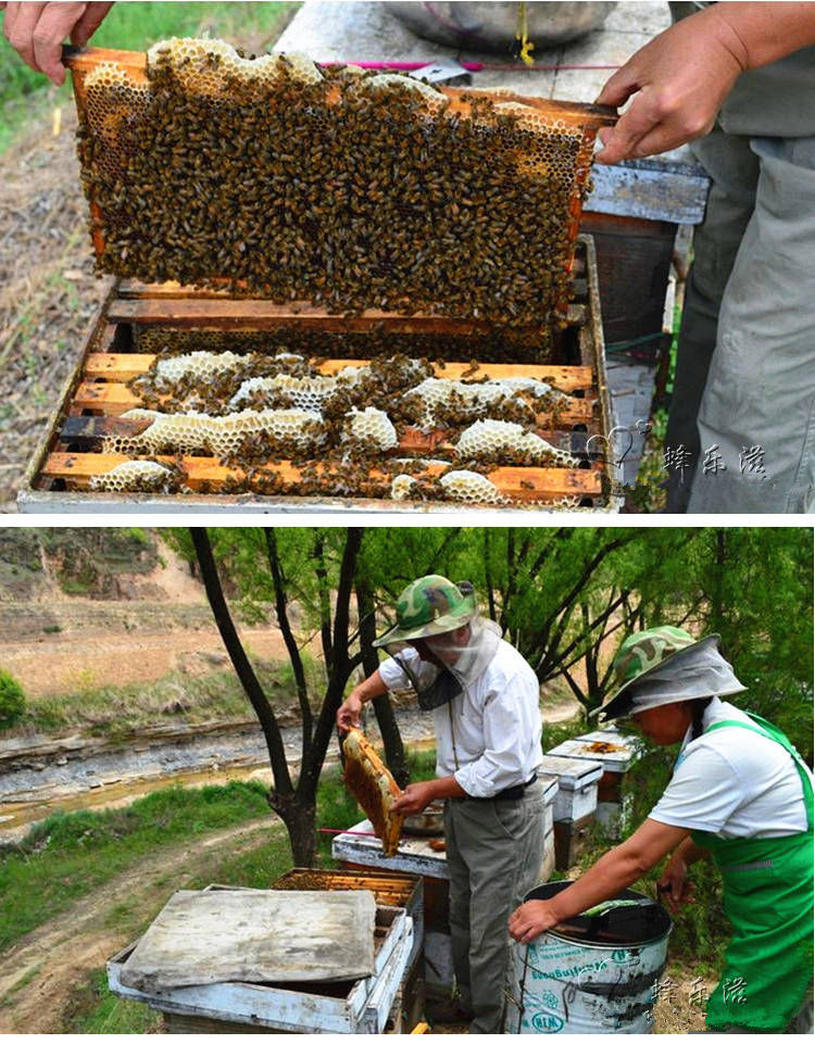 深山野生土蜂蜜正宗枣花蜜天然百花蜜洋槐蜜纯自销真蜂蜜