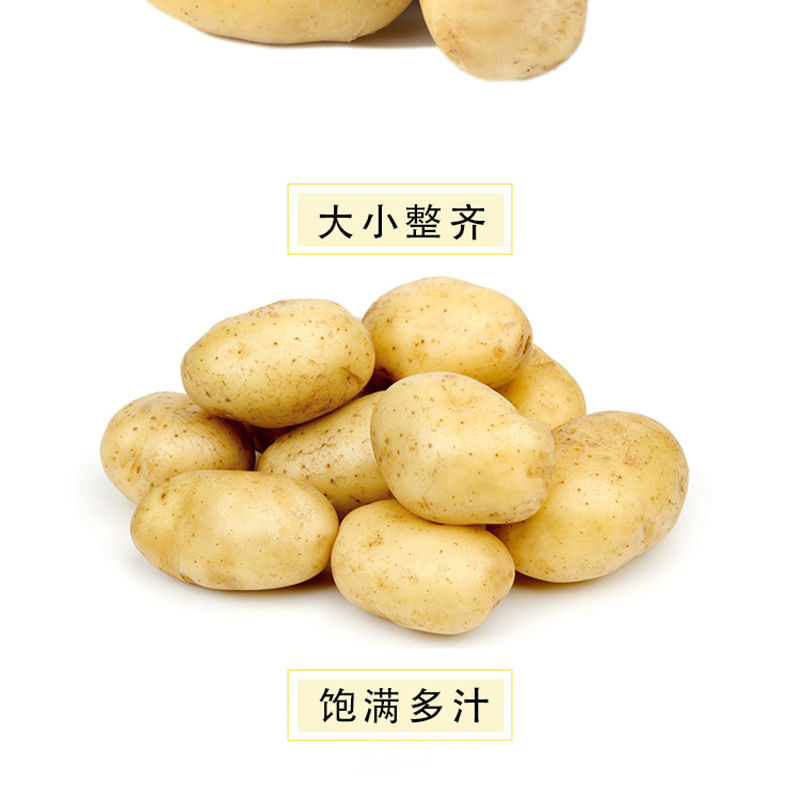 山东新鲜大土豆批发5/10斤现挖现发精品黄皮大土豆洋芋马铃薯