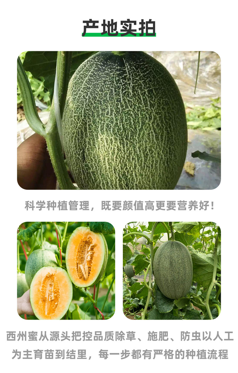 义江缘 哈密瓜西州蜜甜瓜当季新鲜水果网纹瓜整箱批发包邮