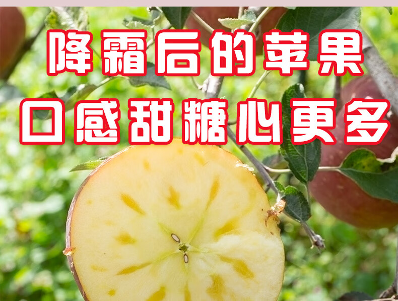 义江缘 四川大凉山丑苹果冰糖心苹果当季新鲜水果脆甜