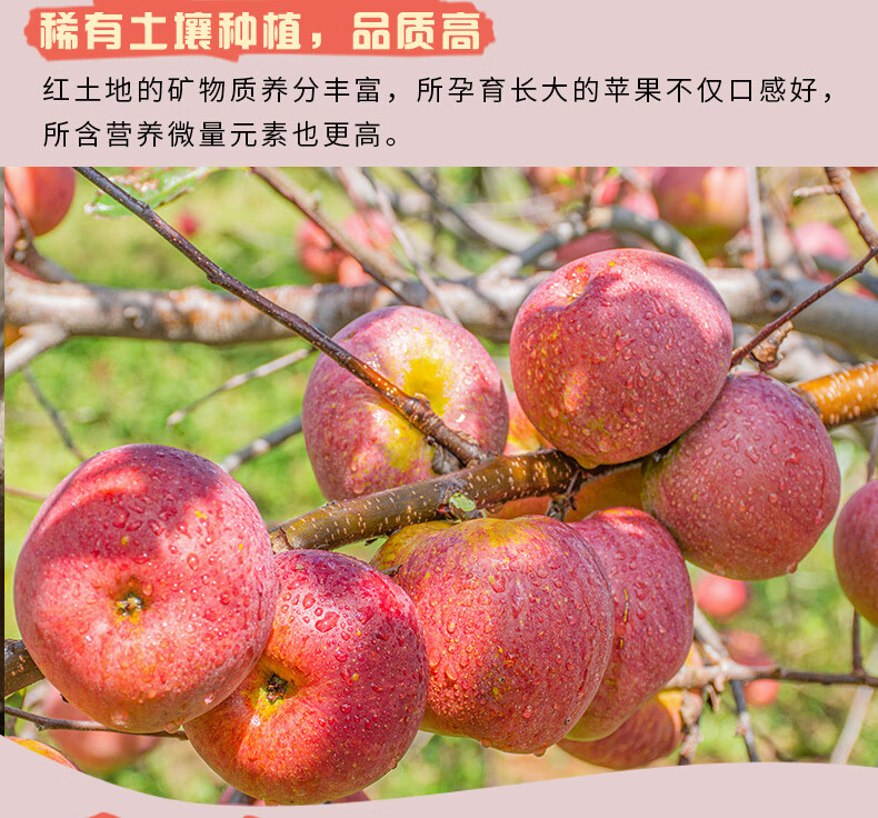 义江缘 四川大凉山丑苹果冰糖心苹果当季新鲜水果脆甜