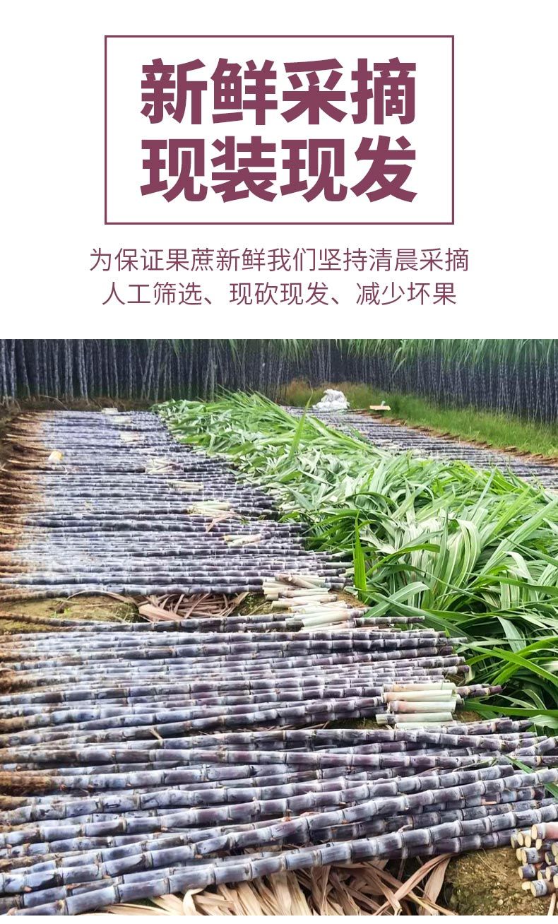 义江缘 广西黑皮甘蔗新鲜水果当季特产整箱